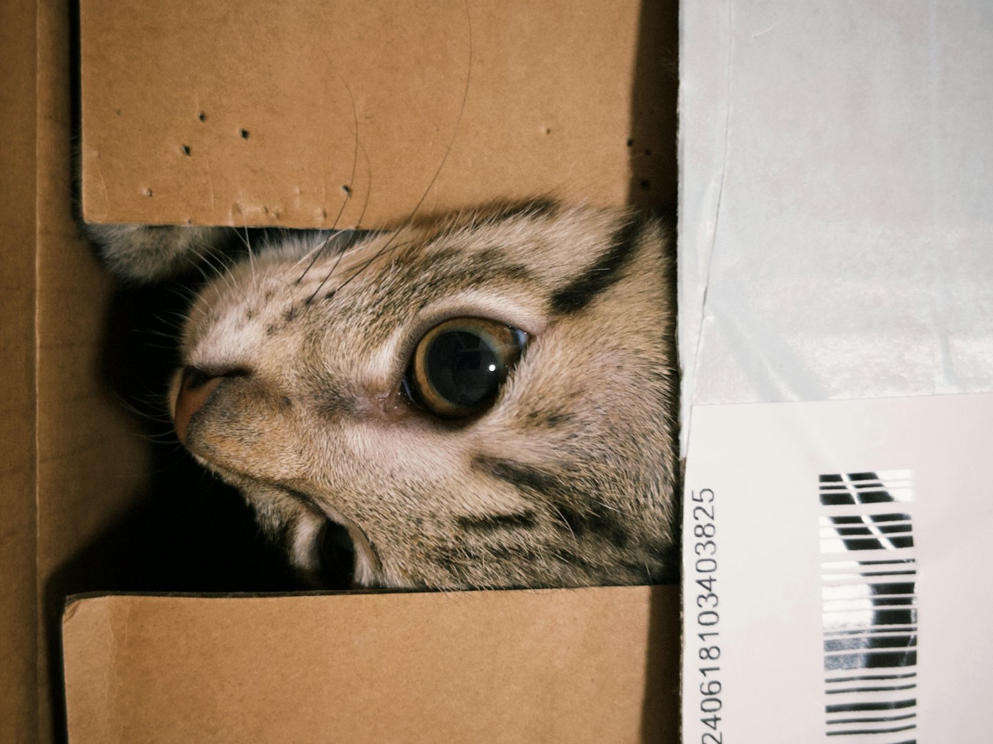 Pet Shipment Tracker 053d4dbf62603908e6d110601fd0167a76675033