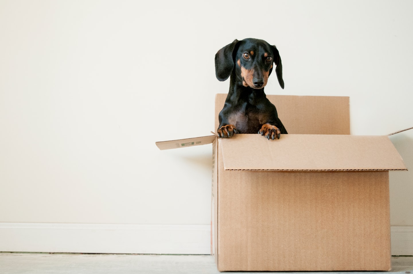 Pet Shipment Tracker 158dabdeae6f82b838490e73d3e682cc64b3b66c