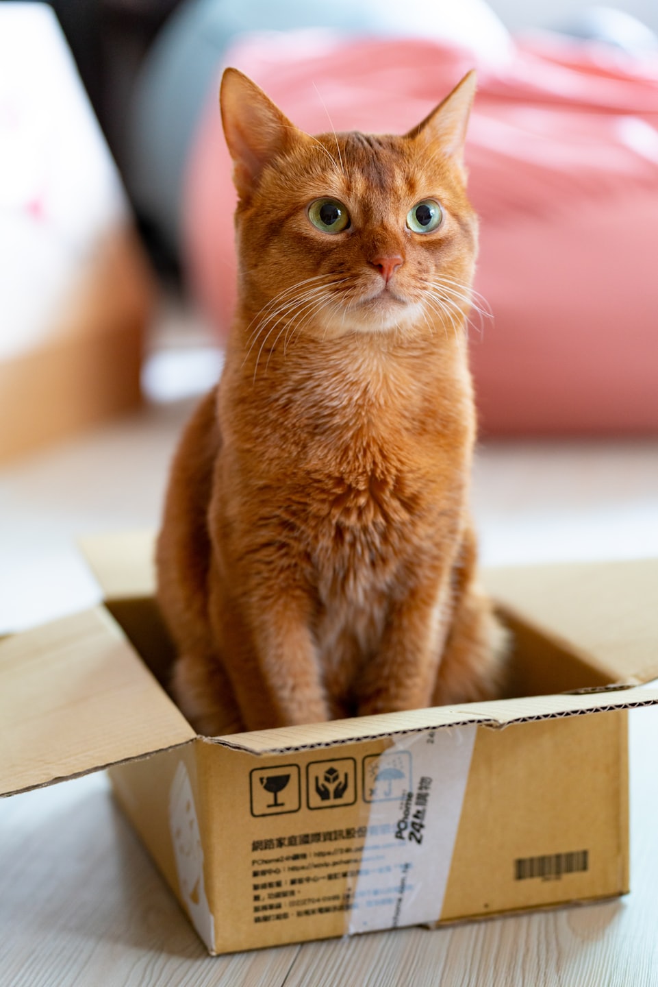 Pet Shipment Tracker 2fc3e3766f9625bff9deaf3ad5b8497c5b1d8cf0