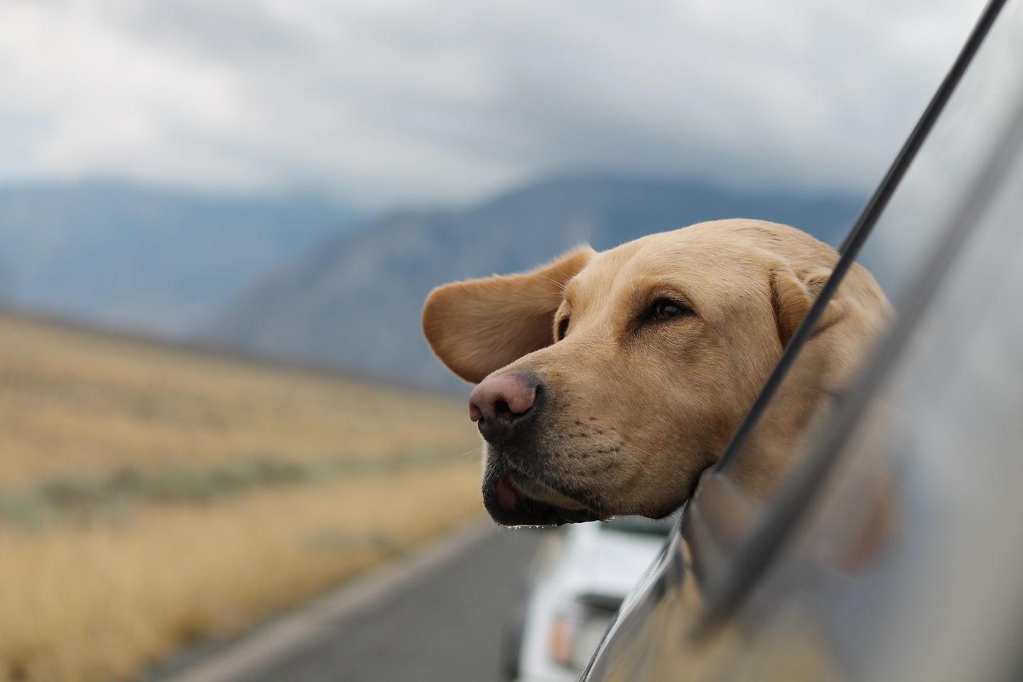 Pet Shipment Tracking 3fb1e66d79cf0a98d7217420e4a01a3eb57d32e2