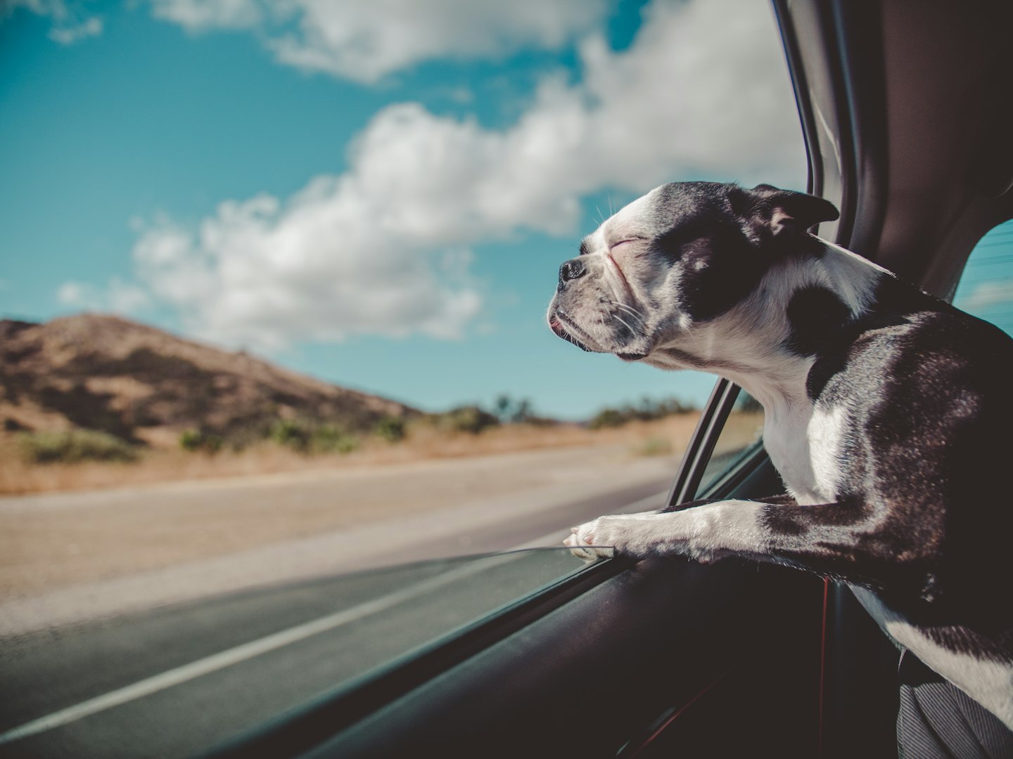 Pet Shipment Tracking 550e6bb711b53f79f18e616285c38aaf0e32aa1e