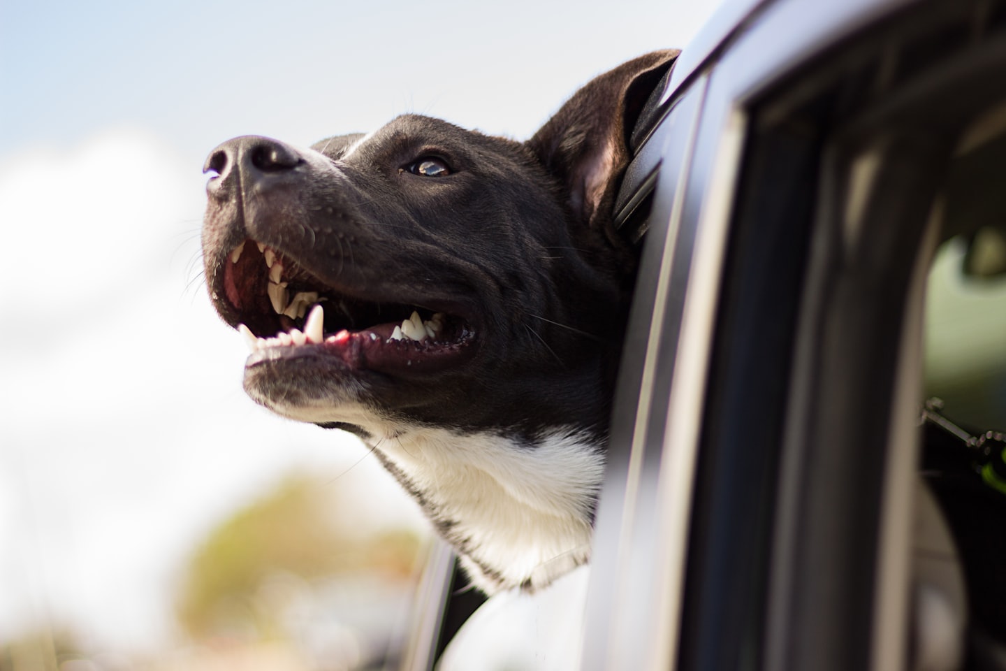 Pet Shipment Tracking C3c4a384de01f662816ef16a27561bf342c7ad25